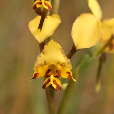 Diuris nigromontana (Black Mountain Leopard Orchid) at O'Connor, ACT - 2 Oct 2023 by ConBoekel