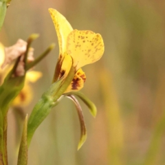 Diuris nigromontana at O'Connor, ACT - suppressed