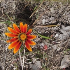 Gazania sp. (A Gazania) at Macgregor, ACT - 15 Sep 2023 by pinnaCLE