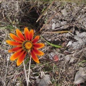 Gazania sp. at Macgregor, ACT - 15 Sep 2023