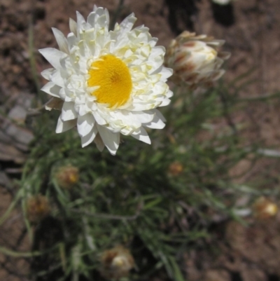 Leucochrysum albicans subsp. tricolor (Hoary Sunray) at Blue Devil Grassland, Umbagong Park (BDG) - 15 Sep 2023 by pinnaCLE