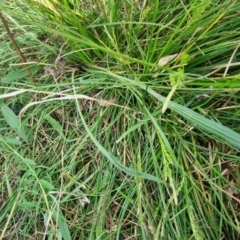 Carex breviculmis at Majura, ACT - 3 Oct 2023 by EmilySutcliffe