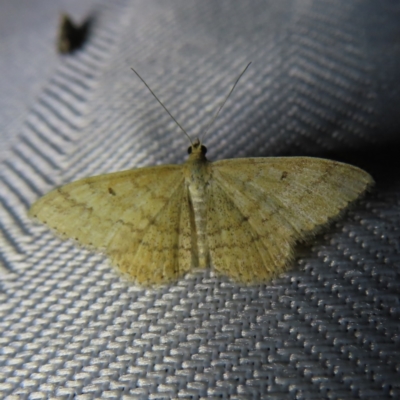 Scopula rubraria (Reddish Wave, Plantain Moth) at Braidwood, NSW - 3 Oct 2023 by MatthewFrawley