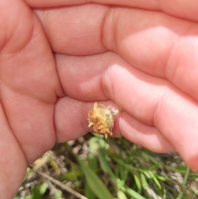 Coronidium gunnianum (Gunn's Everlasting) at Lake Ginninderra - 16 Feb 2023 by EmilySutcliffe