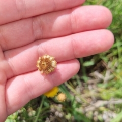 Coronidium gunnianum at Lawson, ACT - 16 Feb 2023