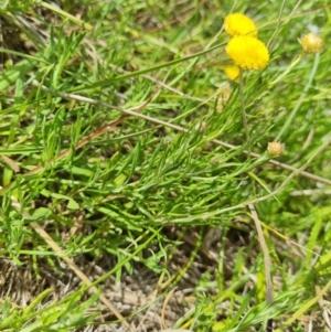 Coronidium gunnianum at Lawson, ACT - 16 Feb 2023