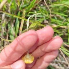 Coronidium gunnianum at Lawson, ACT - 16 Feb 2023