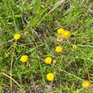 Coronidium gunnianum at Lawson, ACT - 16 Feb 2023