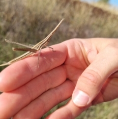 Acrida conica (Giant green slantface) at Giralang, ACT - 16 Feb 2023 by EmilySutcliffe