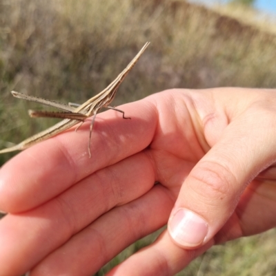 Acrida conica (Giant green slantface) at Giralang, ACT - 16 Feb 2023 by EmilySutcliffe