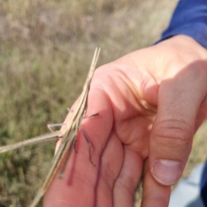 Acrida conica at Giralang, ACT - 16 Feb 2023 09:18 AM