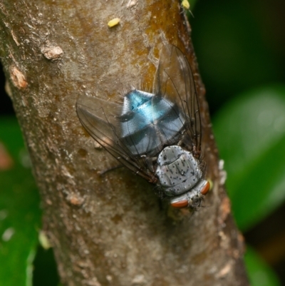 Calliphora vicina (European bluebottle) at Downer, ACT - 4 Oct 2023 by RobertD