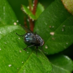 Calliphora vicina at Downer, ACT - 4 Oct 2023