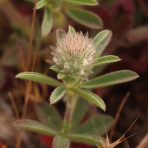 Trifolium arvense var. arvense at O'Connor, ACT - 3 Oct 2023