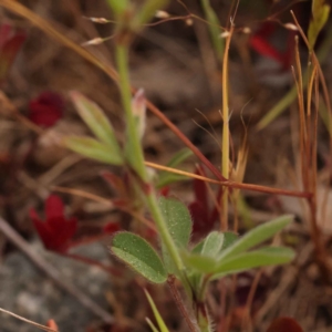 Trifolium arvense var. arvense at O'Connor, ACT - 3 Oct 2023