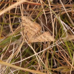 Scopula rubraria at O'Connor, ACT - 3 Oct 2023 10:06 AM