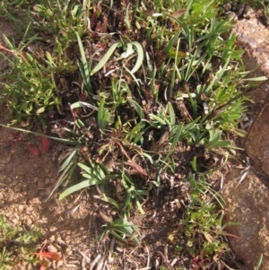 Lomandra filiformis subsp. coriacea at Hawker, ACT - 15 Sep 2023