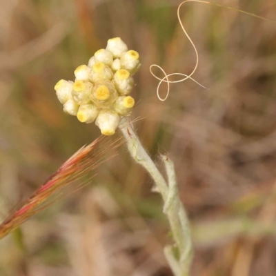 Pseudognaphalium luteoalbum (Jersey Cudweed) at O'Connor, ACT - 2 Oct 2023 by ConBoekel