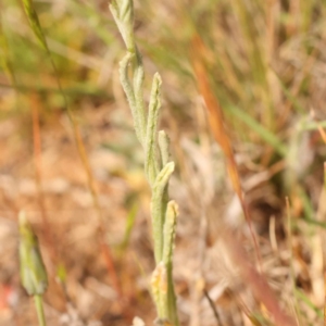 Pseudognaphalium luteoalbum at O'Connor, ACT - 3 Oct 2023