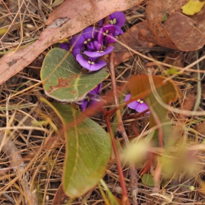 Hardenbergia violacea (False Sarsaparilla) at O'Connor, ACT - 3 Oct 2023 by ConBoekel