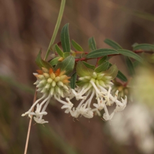 Pimelea linifolia subsp. linifolia at O'Connor, ACT - 3 Oct 2023