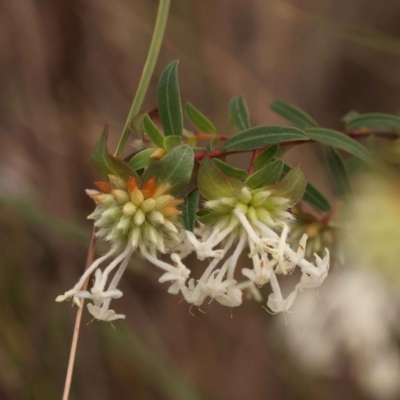 Pimelea linifolia subsp. linifolia (Queen of the Bush, Slender Rice-flower) at O'Connor, ACT - 2 Oct 2023 by ConBoekel