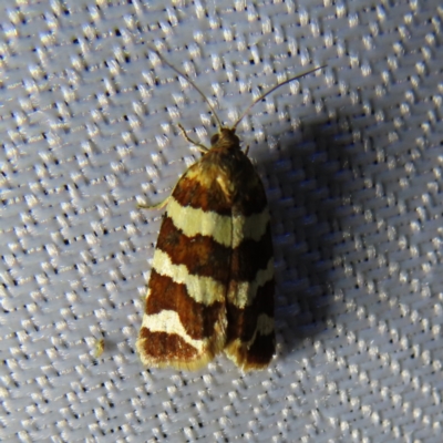 Subfurcatana subfurcatana (A Tortricid moth) at QPRC LGA - 3 Oct 2023 by MatthewFrawley