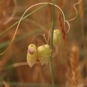 Briza maxima at O'Connor, ACT - 3 Oct 2023 10:09 AM