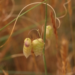 Briza maxima (Quaking Grass, Blowfly Grass) at O'Connor, ACT - 2 Oct 2023 by ConBoekel