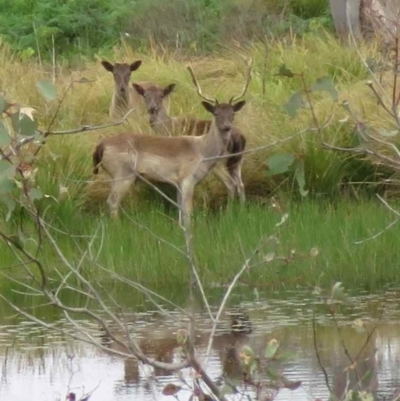 Dama dama (Fallow Deer) at Belconnen, ACT - 1 Oct 2023 by TonyWillis