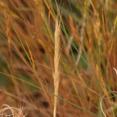 Vulpia bromoides (Squirrel-tail Fescue, Hair Grass) at O'Connor, ACT - 3 Oct 2023 by ConBoekel