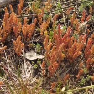 Crassula sieberiana at Hawker, ACT - 15 Sep 2023