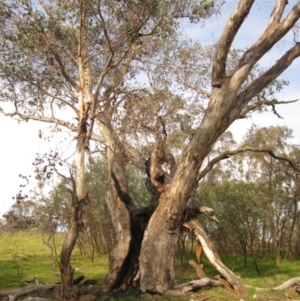 Eucalyptus blakelyi at The Pinnacle - 15 Sep 2023 03:30 PM