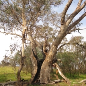 Eucalyptus blakelyi at The Pinnacle - 15 Sep 2023