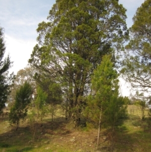 Callitris endlicheri at Hawker, ACT - 15 Sep 2023