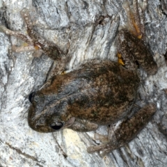 Litoria peronii (Peron's Tree Frog, Emerald Spotted Tree Frog) at Majura, ACT - 3 Oct 2023 by jb2602