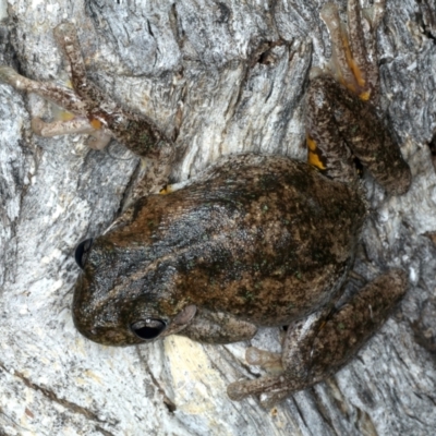 Litoria peronii (Peron's Tree Frog, Emerald Spotted Tree Frog) at Mount Ainslie - 3 Oct 2023 by jb2602