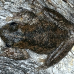 Litoria peronii at Majura, ACT - 3 Oct 2023