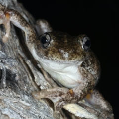 Litoria peronii at Majura, ACT - 3 Oct 2023