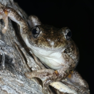 Litoria peronii at Majura, ACT - 3 Oct 2023 08:24 PM