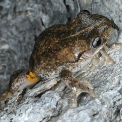 Litoria peronii at Majura, ACT - 3 Oct 2023