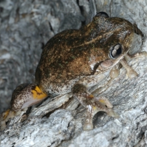 Litoria peronii at Majura, ACT - 3 Oct 2023 08:24 PM