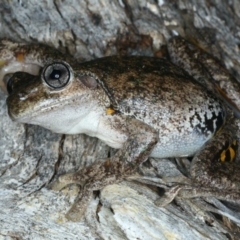 Litoria peronii at Majura, ACT - 3 Oct 2023 08:24 PM