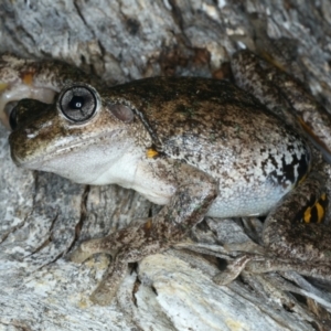 Litoria peronii at Majura, ACT - 3 Oct 2023