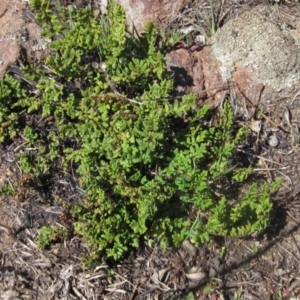 Cheilanthes sieberi at Hawker, ACT - 16 Sep 2023 12:00 PM