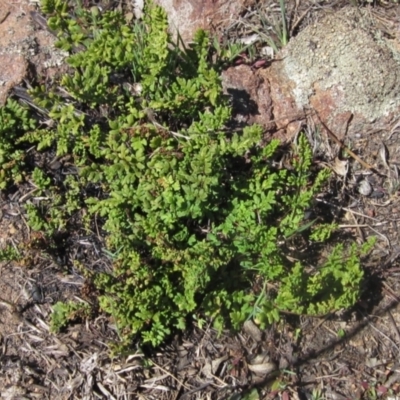 Cheilanthes sieberi (Rock Fern) at The Pinnacle - 16 Sep 2023 by pinnaCLE