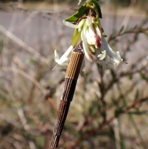 Lepidoscia arctiella at Canberra Central, ACT - 15 Sep 2023