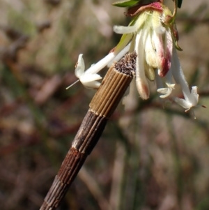 Lepidoscia arctiella at Canberra Central, ACT - 15 Sep 2023