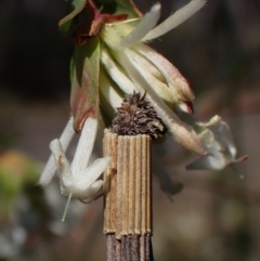 Lepidoscia arctiella at Canberra Central, ACT - 15 Sep 2023