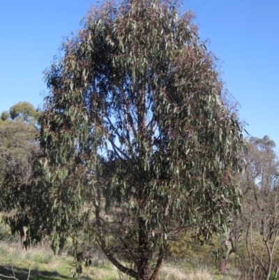 Eucalyptus bicostata (Southern Blue Gum, Eurabbie) at Belconnen, ACT - 24 Sep 2023 by pinnaCLE